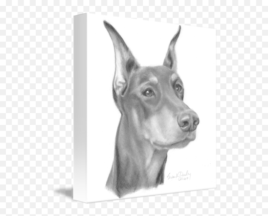 Doberman Pinscher With Cropped Ears By Susan Donley - Doberman Face Cropped Ears Png,Doberman Png