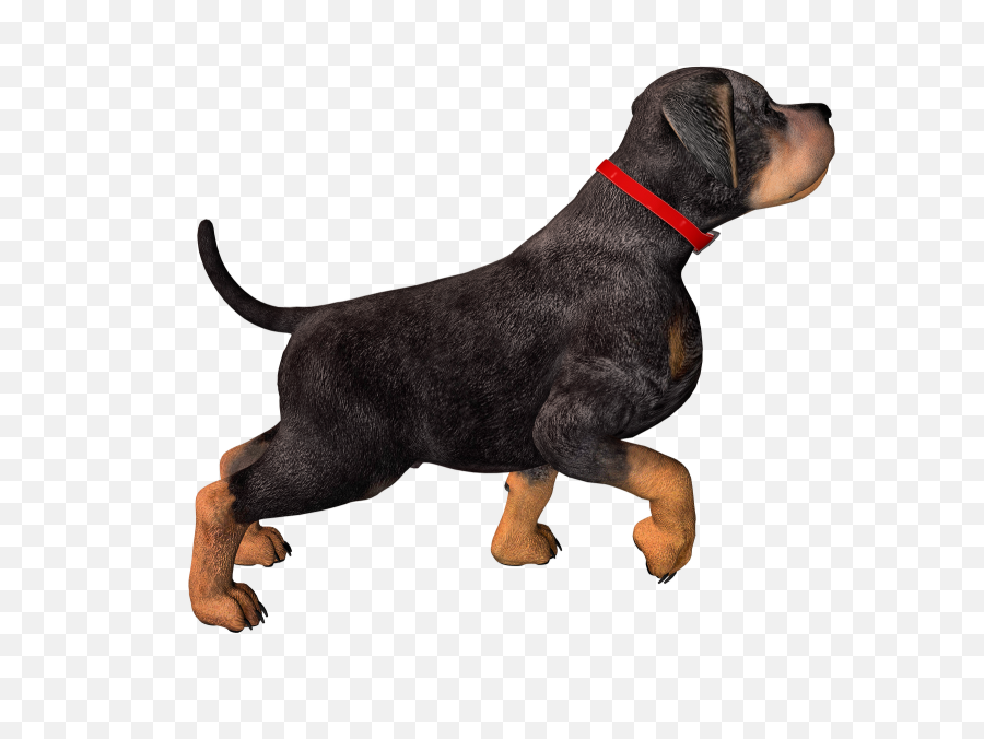 Png Rottweiler Puppy Clip Art - Dog With Collar Png,Rottweiler Png