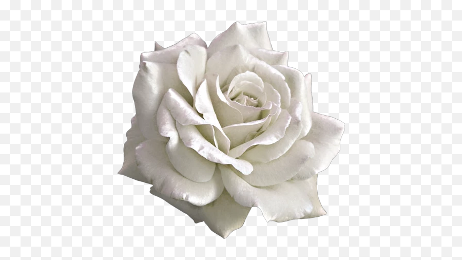 Aesthetic White Rose Png Transparent - Aesthetic Pink Rose Png,White Flower Transparent