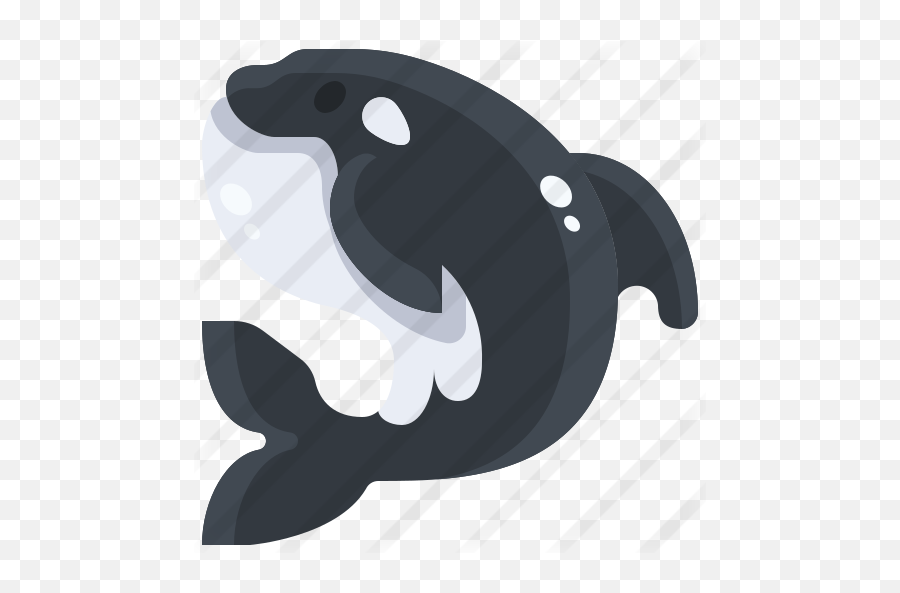 Killer Whale - Fish Png,Killer Whale Png