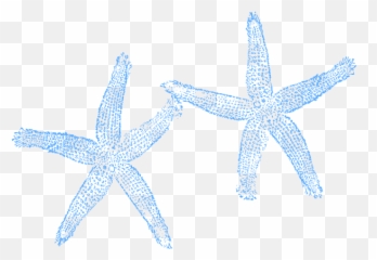 Download Original Png Clip Art File Two - Clip Art Two Starfish,Blue Starfish Logo