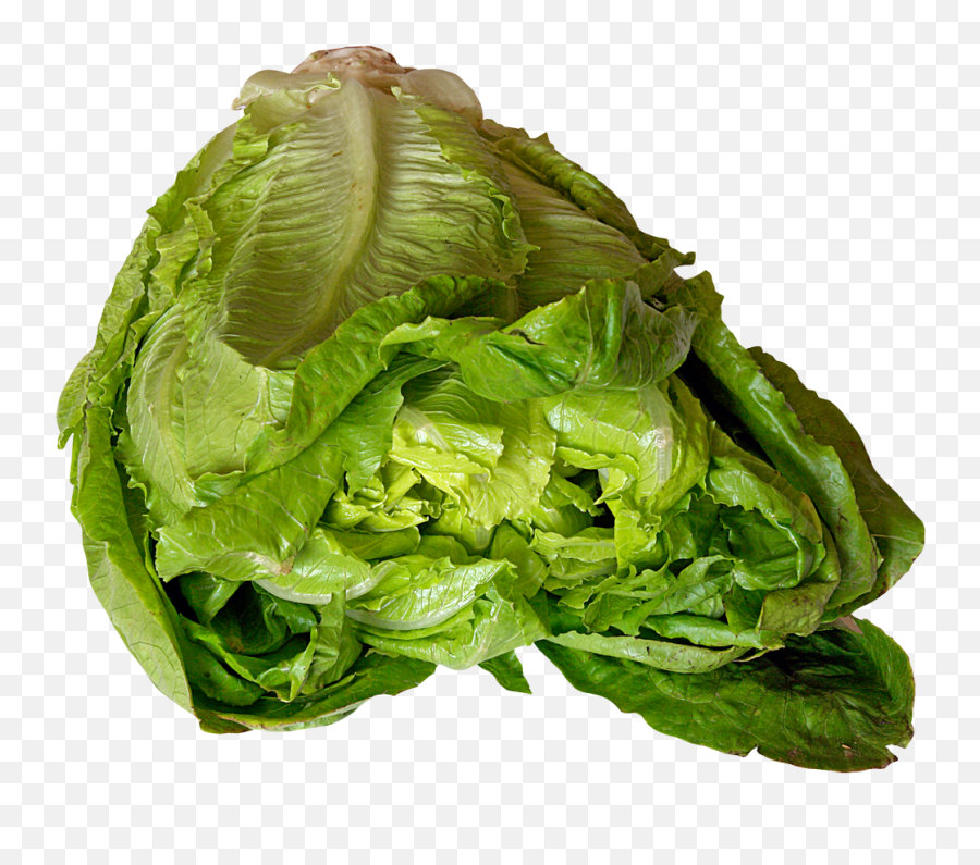 Lettuce Png Image - Romaine Lettuce,Lettuce Transparent