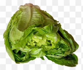 Lettuce Png Image - Romaine