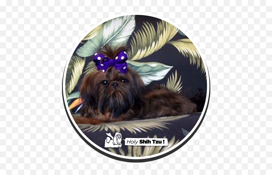 Holy Shih - Tzu Puppies Vulnerable Native Breeds Png,Shih Tzu Png