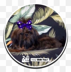 Holy Shih - Tzu Puppies Vulnerable Native Breeds Png,Shih Tzu Png