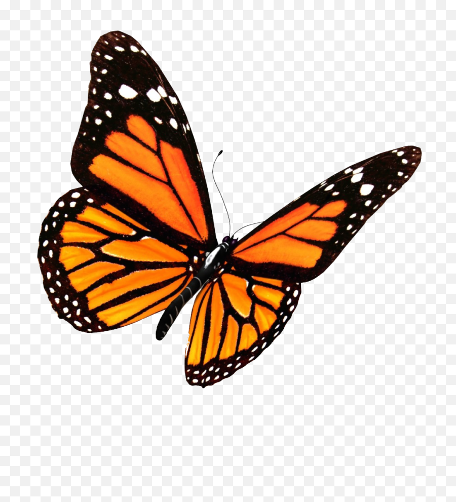 Flying Butterflies Png Transparent - Transparent Background Transparent Butterfly,Butterfly Transparent