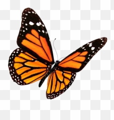 Flying Butterflies Png Transparent - Transparent Background Transparent Butterfly,Butterfly Transparent