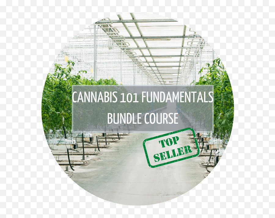Cannabis 101 Fundamentals Bundle Course - Polycarbonate Png,Top Seller Icon