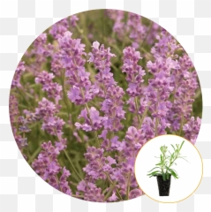 Ferry - English Lavender png