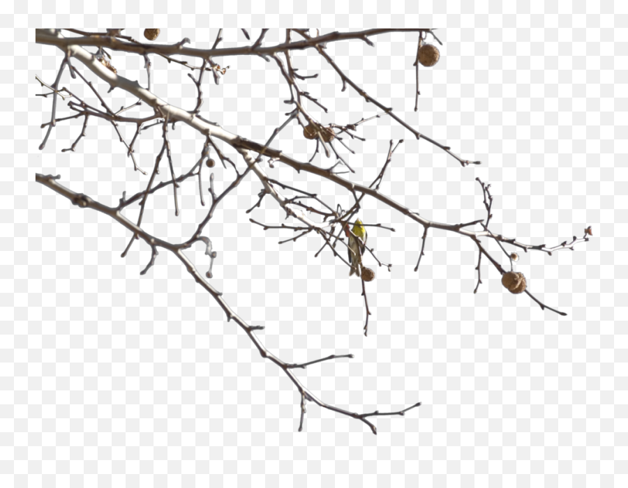 Image Gallery For Tree Branches Png - Clipartsco Twig,Tree Branches Png