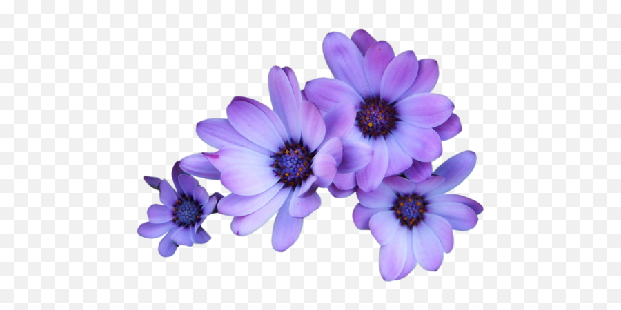 Daisy Purple Transparent Background Png - Purple Flower Transparent Background,Daisy Png