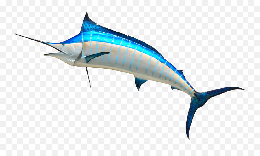 Fish Clip Art - Marlin Fish Png,Marlin Png