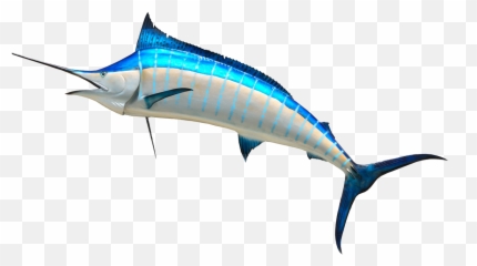 Fish Clip Art - Marlin Fish Png,Marlin Png