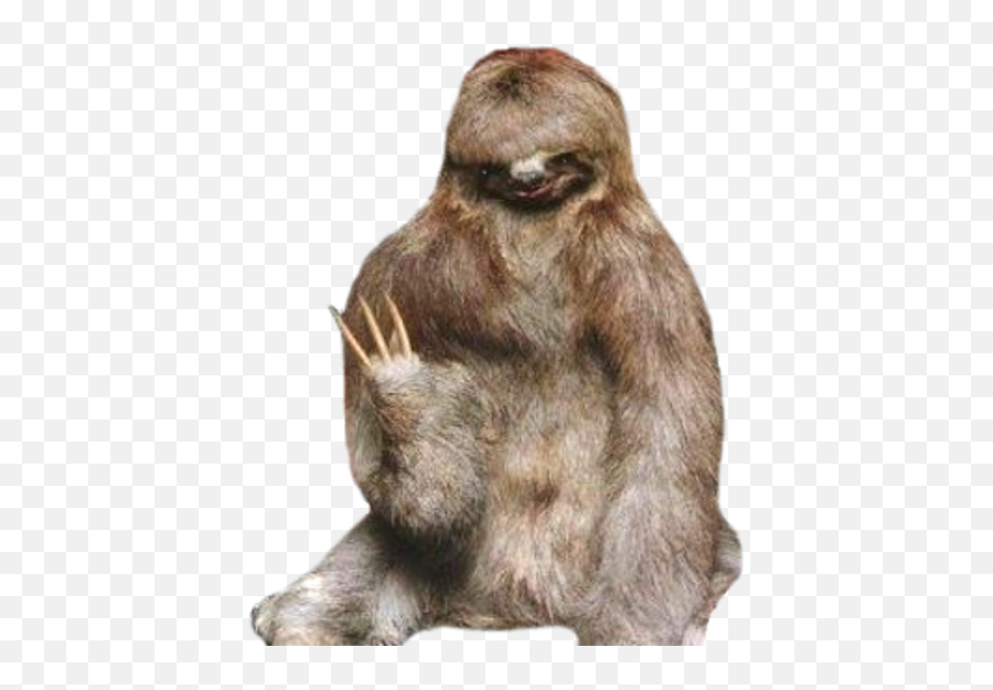 Sloth Png 22 - Photo 7202 Transparent Image For Free Funny Sloth Family,Sloth Png