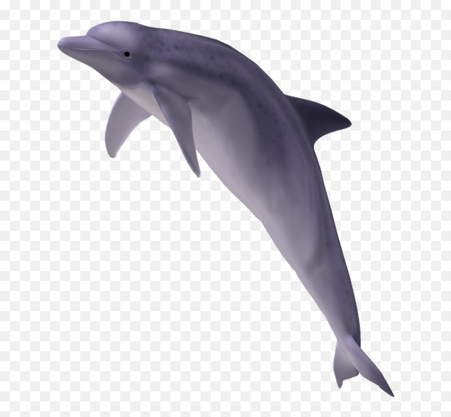 Download Dolphin - Dolphin Transparent Png,Dolphin Clipart Png
