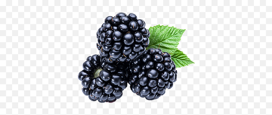 Raspberries Westmoreland Berry Farm - Blackberry Transparent Png,Berries Png