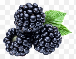 Raspberries Westmoreland Berry Farm - Blackberry Transparent Png,Berries Png