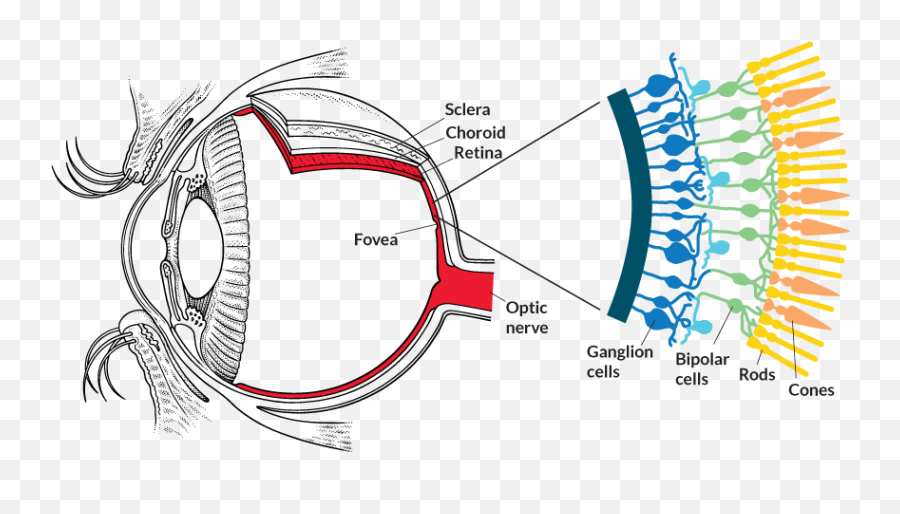How To Rewire The Eye - Melanopsin Eye Png,Light Eyes Png