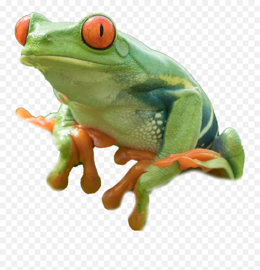 Tree Frog Png 1 Image - Transparent Red Eyed Tree Frog Png,Frog Transparent Background