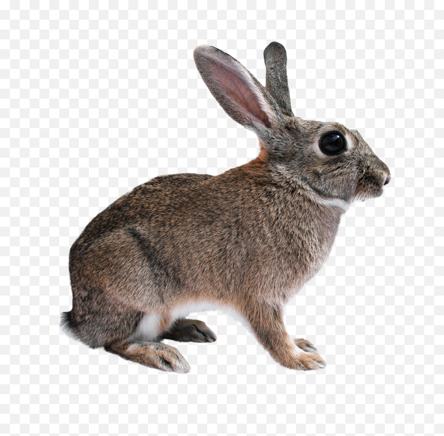 Transparent Png Image Free Clipart Rabbit