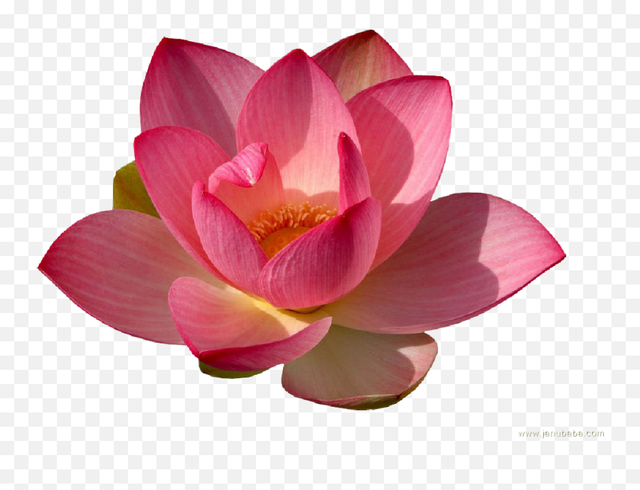 Water Lily Png Transparent - Water Lily Png,Lily Transparent Background