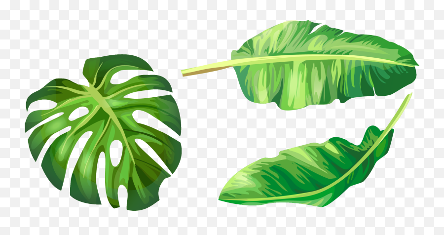 Euclidean Vector Green Banana - Banana Leaves Vector Png,Banana Leaf Png