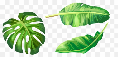 Euclidean Vector Green Banana - Banana Leaves Vector Png,Banana Leaf Png