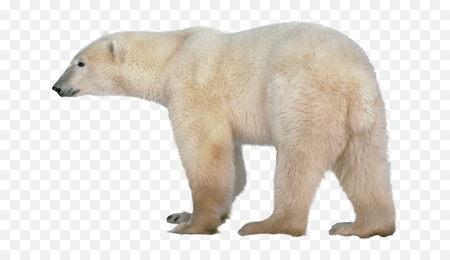 Png Polar Bear Transparent - Polar Bear Png,Bear Transparent