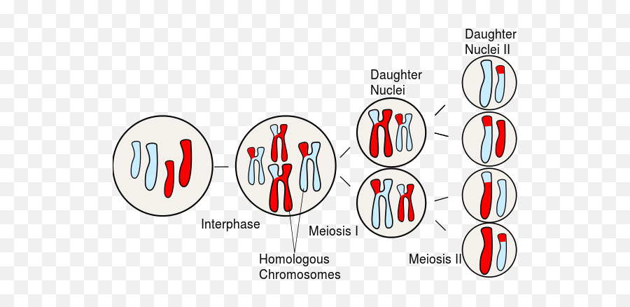 Download Homologous Chromosome - Homologous Chromosomes In Homologous Chromosomes In Meiosis Png,Chromosome Png