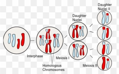 Download Homologous Chromosome - Chromosomes In Meiosis png