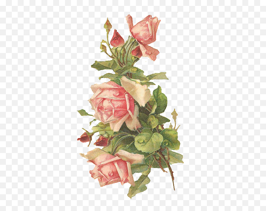Catherine Klein Pink Roses Digital Elements U2013 Wings Of Whimsy - Victorian Rose Postcard Png,Pink Roses Png