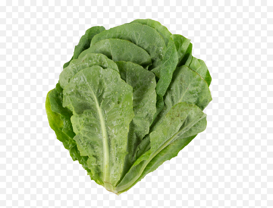 Lettuce - Leaf Vegetable Png,Spinach Png