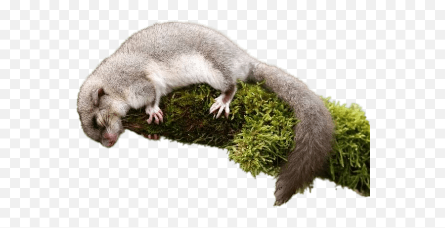 Sleeping Dormouse Transparent Png - Stickpng Dormouse Png,Opossum Png