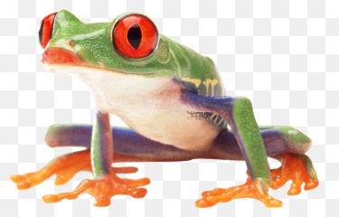 Frog Png Images 43141 - Free Icons And Png Backgrounds Frog Png,Rainforest Png