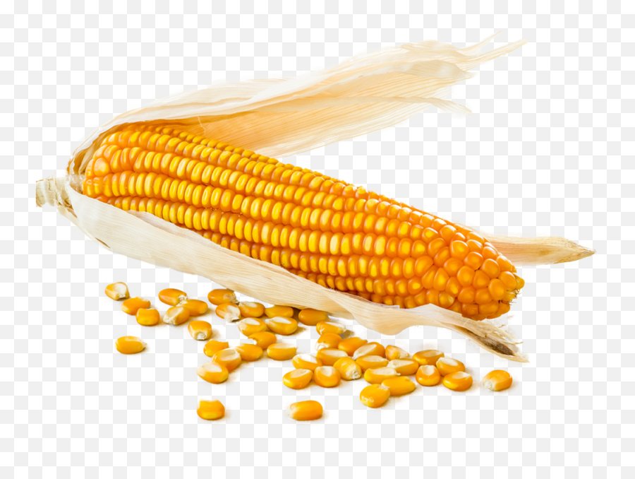 Corn Cob Png - Corn Cob With Loose Corn Kernels Around Corn Kernels,Corn On The Cob Png