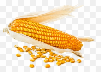 Corn Cob Png - Corn Cob With Loose Kernels Around