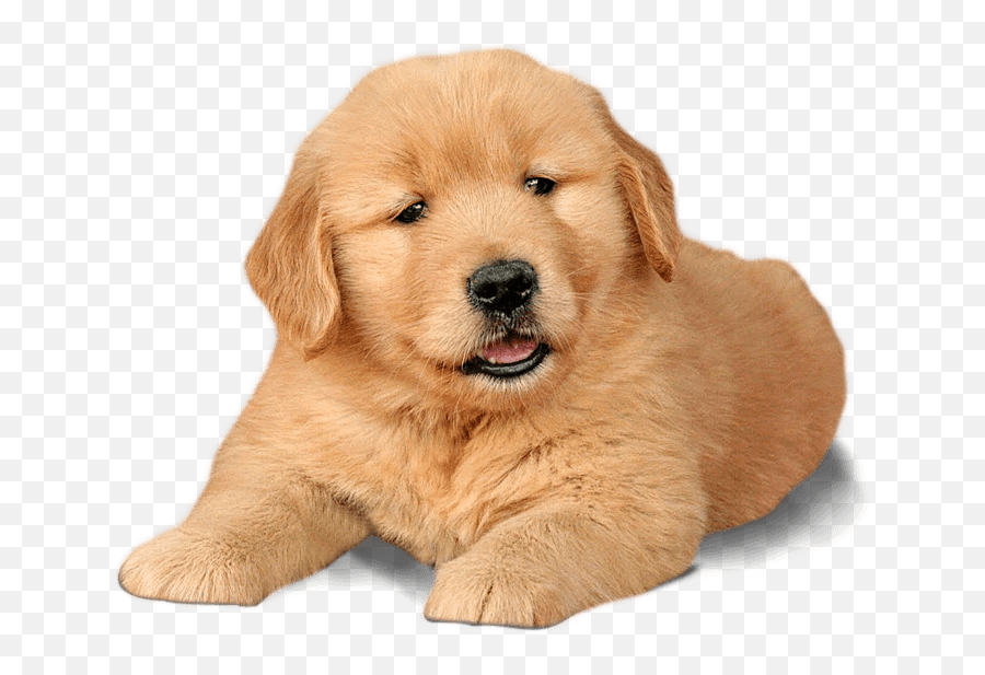 Download Golden Retriever Puppy Png - Chow Chow X Labrador,Golden Retriever Png