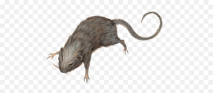 Rat - Rat Dnd Png,Rat Transparent