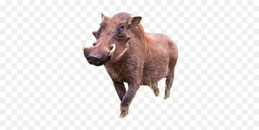 Warthog Png Images - Warthogs In Zimbabwe,Hog Png