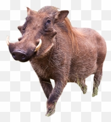 Warthog Png Images - Warthogs In Zimbabwe,Hog Png