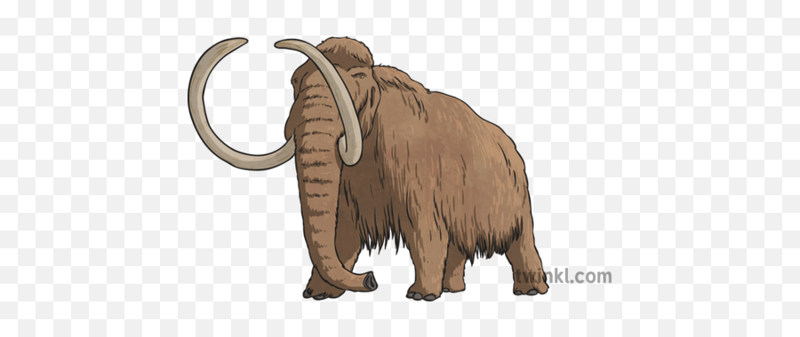 Wooly Mammoth Illustration - Woolly Mammoth Twinkl Png,Mammoth Png