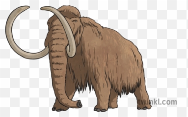 Wooly Mammoth Illustration - Woolly Mammoth Twinkl Png,Mammoth Png