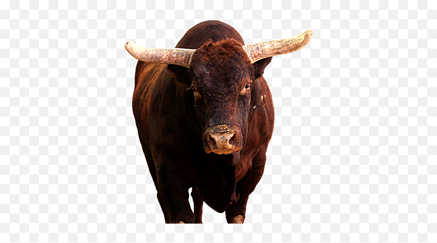 Professional Bull Riders - Toros De Pbr Png,Spit Png