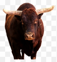 Professional Bull Riders - Toros De Pbr Png,Spit Png