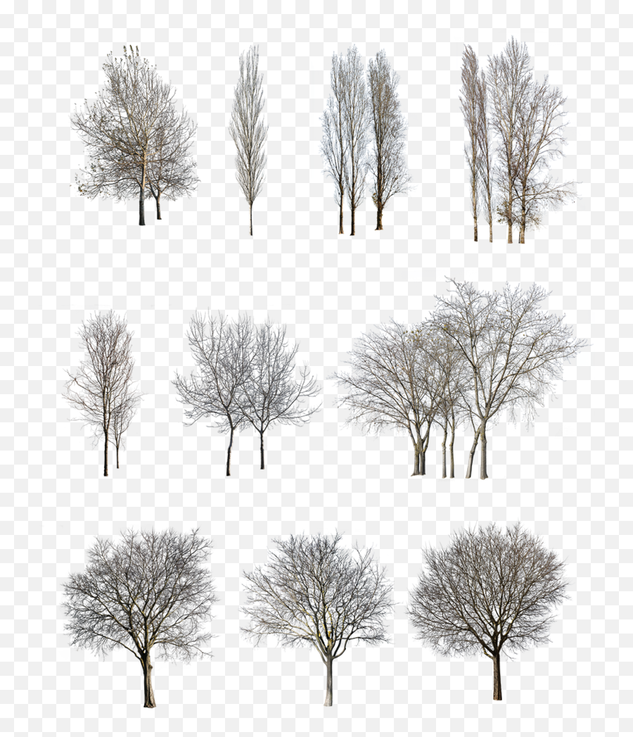 27 Winter Trees Pack U2013 Cutout - Types Of Trees In Architecture Png,Cut Png