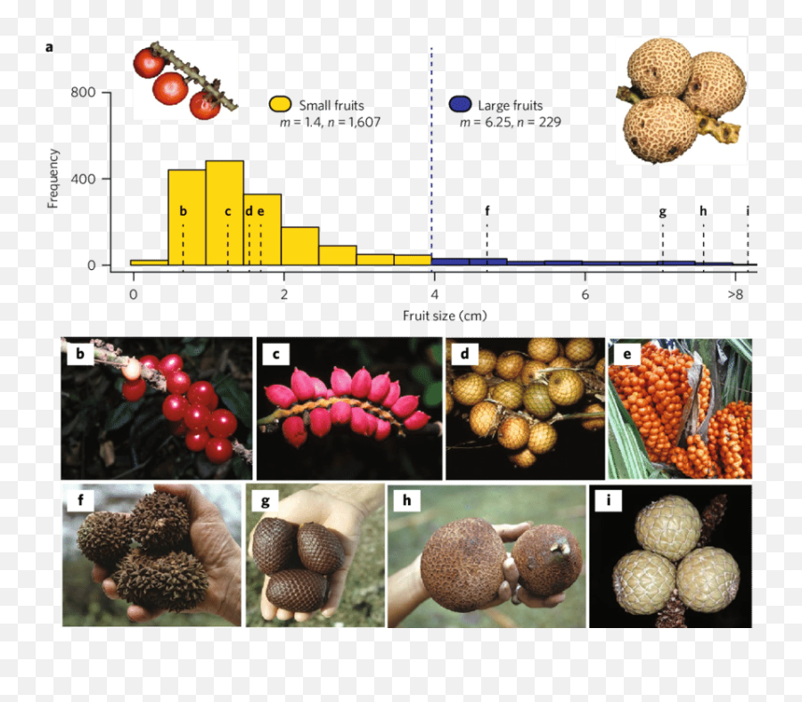 Global Variation In Palm Fruit Size A Sizes Of All - Palm Fruit Size Png,Fruits Transparent