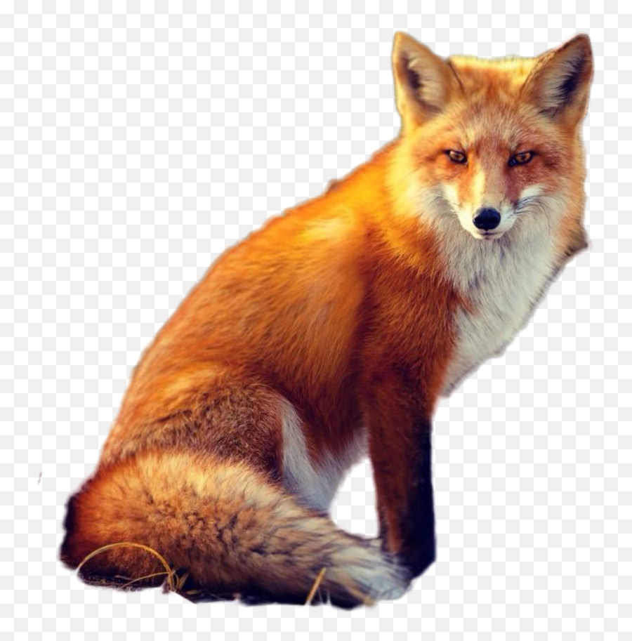 Foppx Png Image Images For Free With Transparent Fox Background
