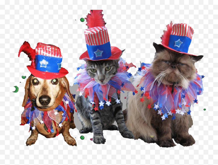 Uncle Sam - Dog Clothes Png,Uncle Sam Hat Png