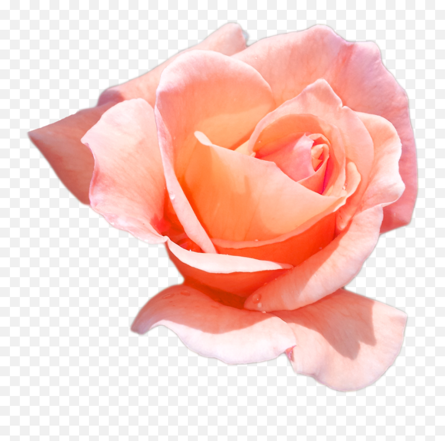 Peach Rose Png 3 Image - Peach Flower Png,Peach Transparent Background