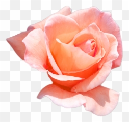 Peach Rose Png 3 Image - Peach Flower Png,Peach Transparent Background